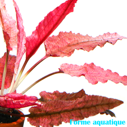 Cryptocoryne flamingo – Plante aquatique aux couleurs uniques