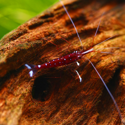 Crevette Cardinal de Sulawesi – Caridina dennerli rare et colorée | Flore-Aquatique.com