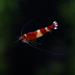 Taiwan Bee "Red Wine" – Crevette Eau douce - Caridina sp.