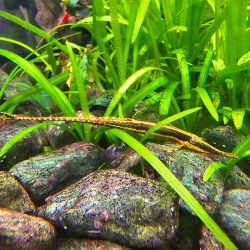 Farlowella acus (Silure aiguille commun) 7-8,5 cm (s)