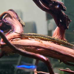 Farlowella acus (Silure aiguille commun) 7-8,5 cm (s)