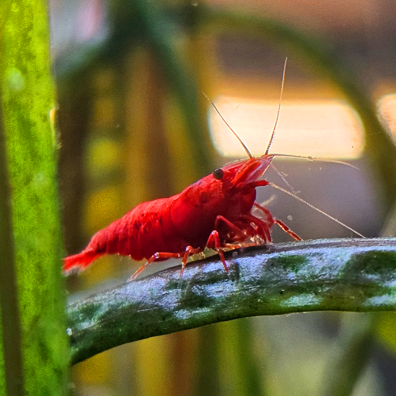 Crevette Sakura Red – Neocaridina heteropoda rouge vif pour aquarium