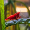 Crevette Sakura Red – Neocaridina heteropoda rouge vif pour aquarium