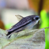 Corydoras pygmaeus 1,5 cm (s)