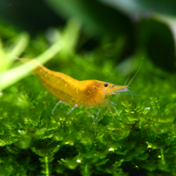 Crevette Yellow  – Neocaridina heteropoda jaune