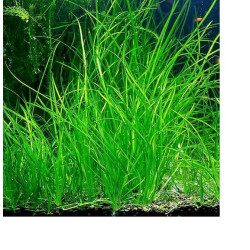 Vallisneria americana 'Natans'