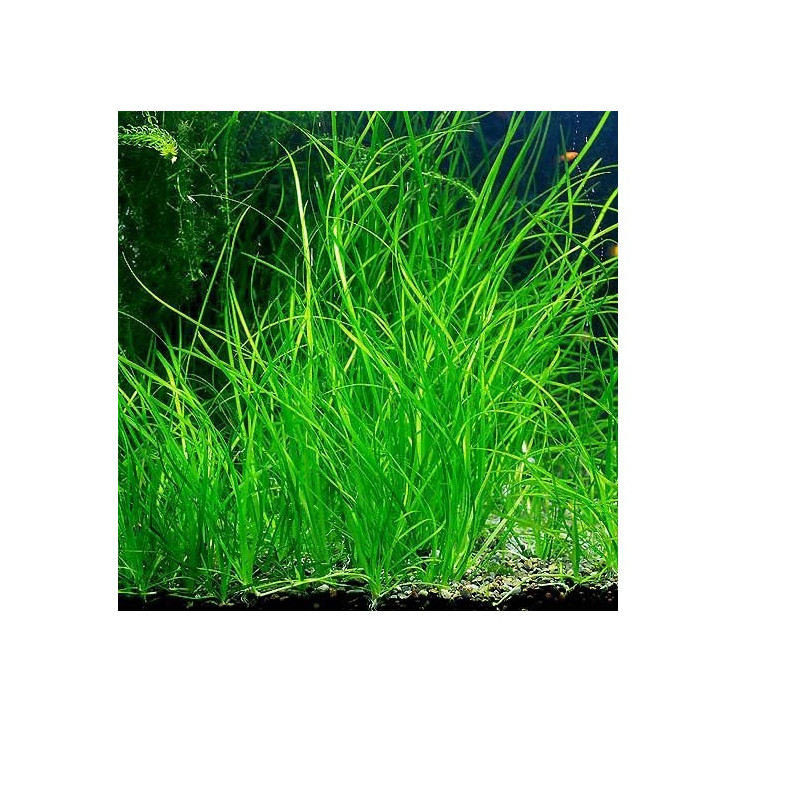 Vallisneria americana 'Natans'