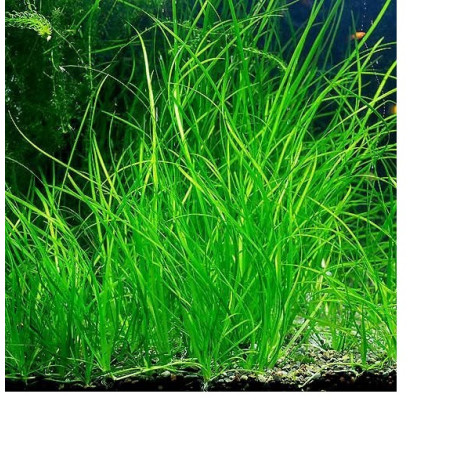 Vallisneria americana 'Natans'
