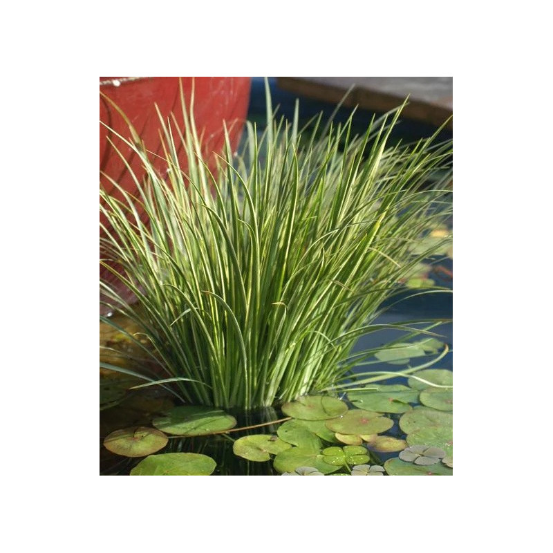 Acorus gramineus variegata