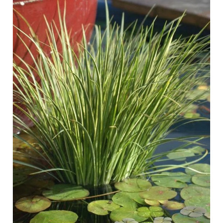 Acorus gramineus variegata