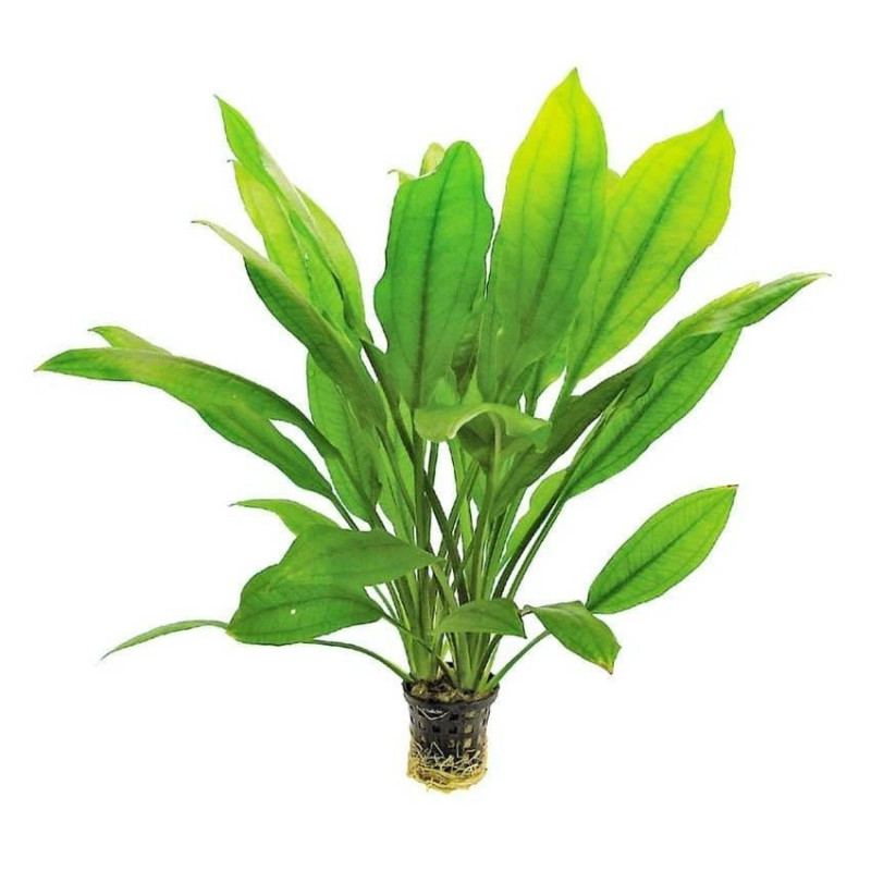 Echinodorus Amazonicus
