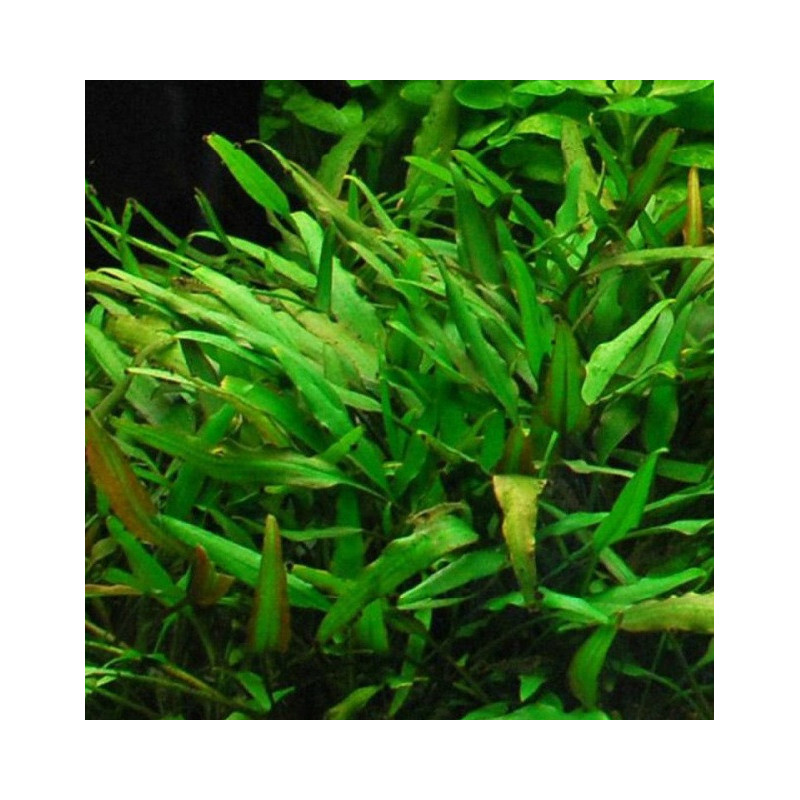 Cryptocoryne nevellii