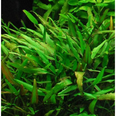 Cryptocoryne nevellii