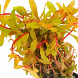 Ammania pedicellata Gold