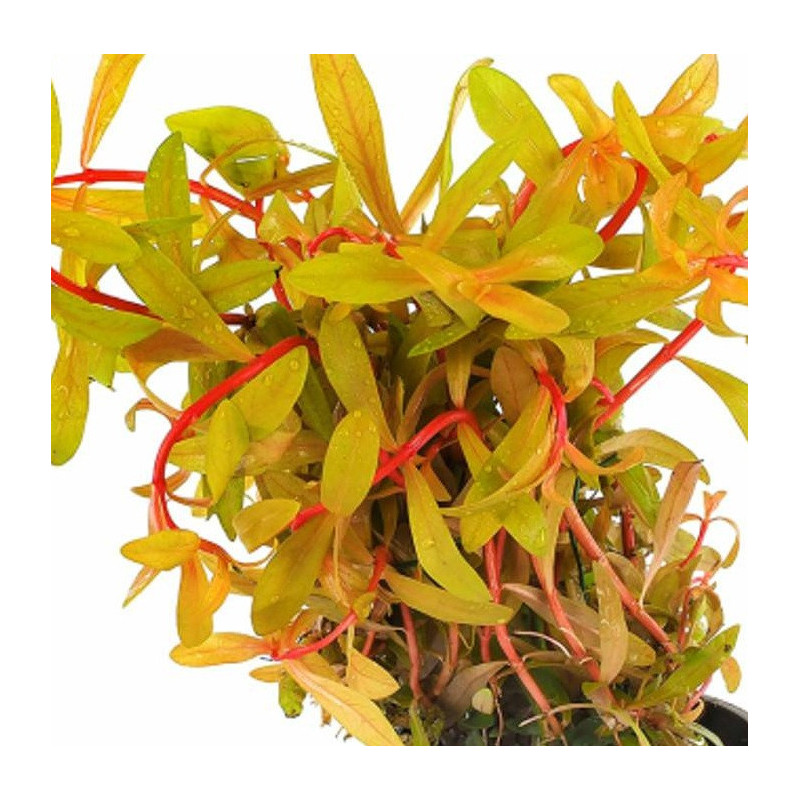 Ammania pedicellata Gold