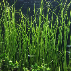 Vallisneria nana – Plante rubanée fine pour aquarium
