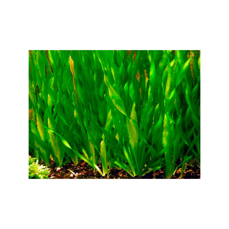 Vallisneria torta – Plante rubanée torsadée pour aquarium