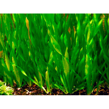 Vallisneria torta – Plante rubanée torsadée pour aquarium