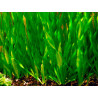 Vallisneria torta – Plante rubanée torsadée pour aquarium
