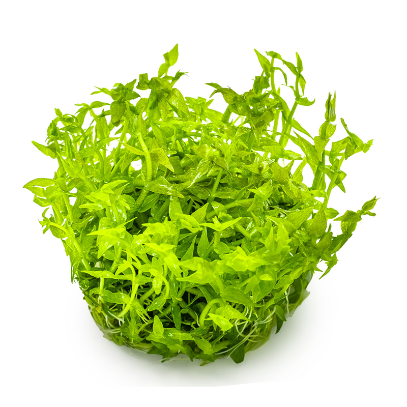 Gratiola viscidula – Plante buissonnante compacte pour aquarium