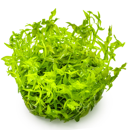 Gratiola viscidula – Plante buissonnante compacte pour aquarium