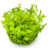 Gratiola viscidula – Plante buissonnante compacte pour aquarium