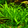 Sagittaria sp. – Plante d’avant-plan naturelle pour aquarium