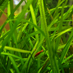 Sagittaria sp. – Plante d’avant-plan naturelle pour aquarium