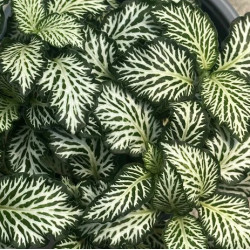 Fittonia Green
