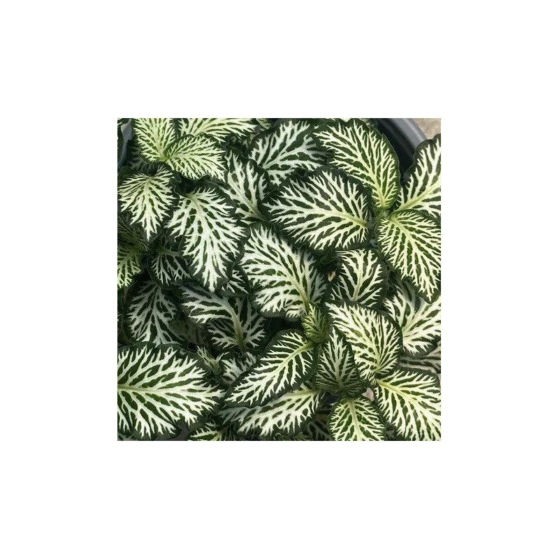 Fittonia Green