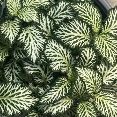Fittonia Green