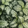 Fittonia Green