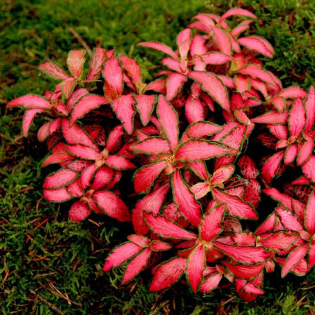 Fittonia Red
