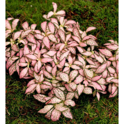 Fittonia “Super Pink” – Plante tropicale rose pour terrarium