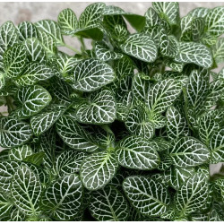 Fittonia Green
