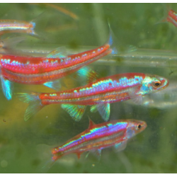 Notropis chrosomus, Vairon arc-en-ciel 4cm / Hydrophlox chrosomus