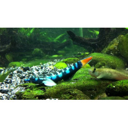 Sicyopterus lagocephalus – Gobie bleu des rivières tropicales