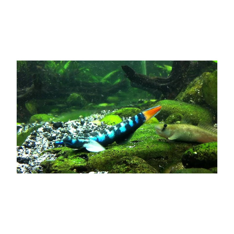 Sicyopterus lagocephalus – Gobie bleu des rivières tropicales