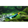 Sicyopterus lagocephalus – Gobie bleu des rivières tropicales