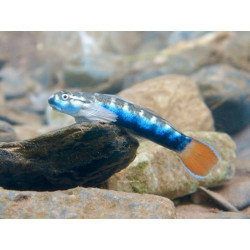 Sicyopterus lagocephalus – Gobie bleu des rivières tropicales