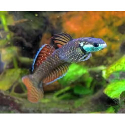 Stiphodon ornatus – Gobie arc-en-ciel tropical d’aquarium