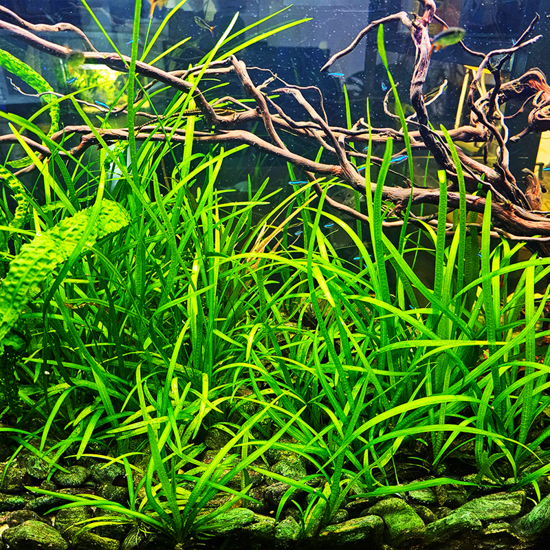 Sagittaria sp. – Plante d’avant-plan naturelle pour aquarium