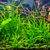 Sagittaria sp. – Plante d’avant-plan naturelle pour aquarium