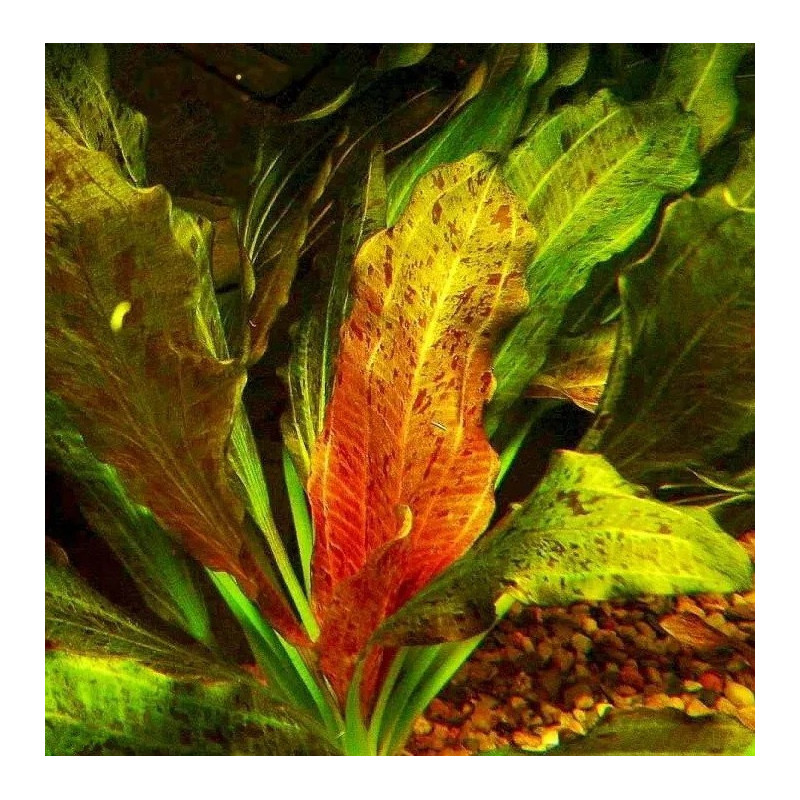 Echinodorus 'Ozelot'