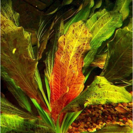 Echinodorus 'Ozelot'