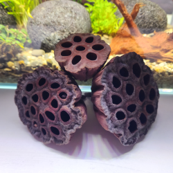 Cône de Lotus locaux – Décor naturel aquarium | Flore-Aquatique