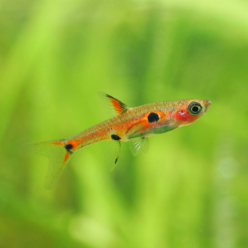 Boraras maculatus (Rasbora nain - Rasbora pigmé) 1,5 cm (s)