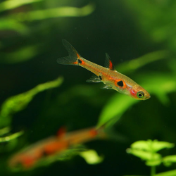 Boraras maculatus (Rasbora nain - Rasbora pigmé) 1,5 cm (s)