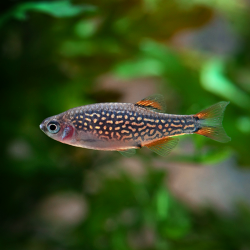Celestichtys margaritatus (Microrasboras galaxy) 1,5 cm