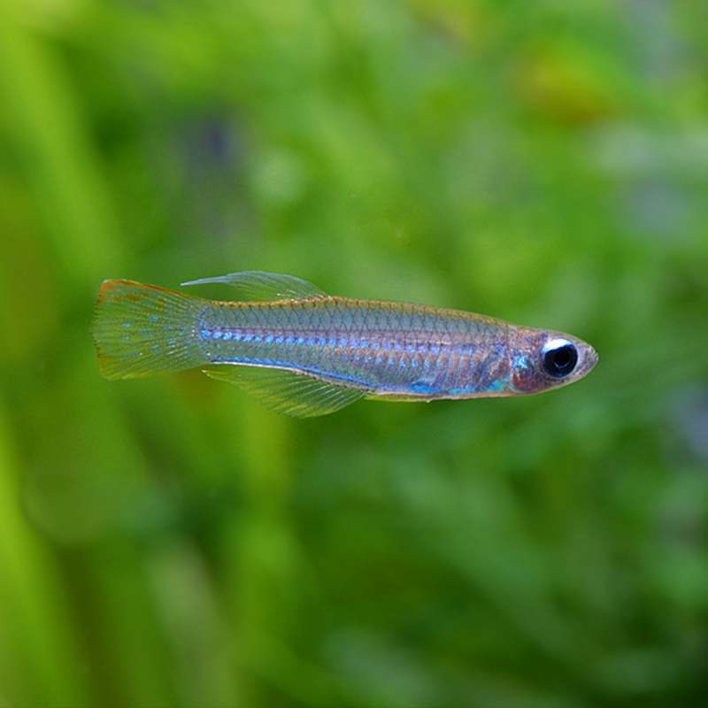 Poropanchax normani – Lampe œil d’Afrique pour nano-aquarium